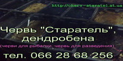 Черви Дендробена (молодь)