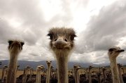 страусиный жир крым саки симферополь евпатория,  жир страуса