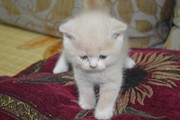 шотландские вислоушки