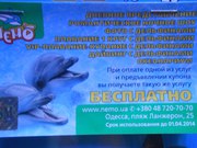 Билеты в Дельфинарий 