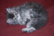 Персидские котята. Киев Срочно